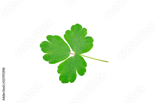 green leaf with streaks on white background