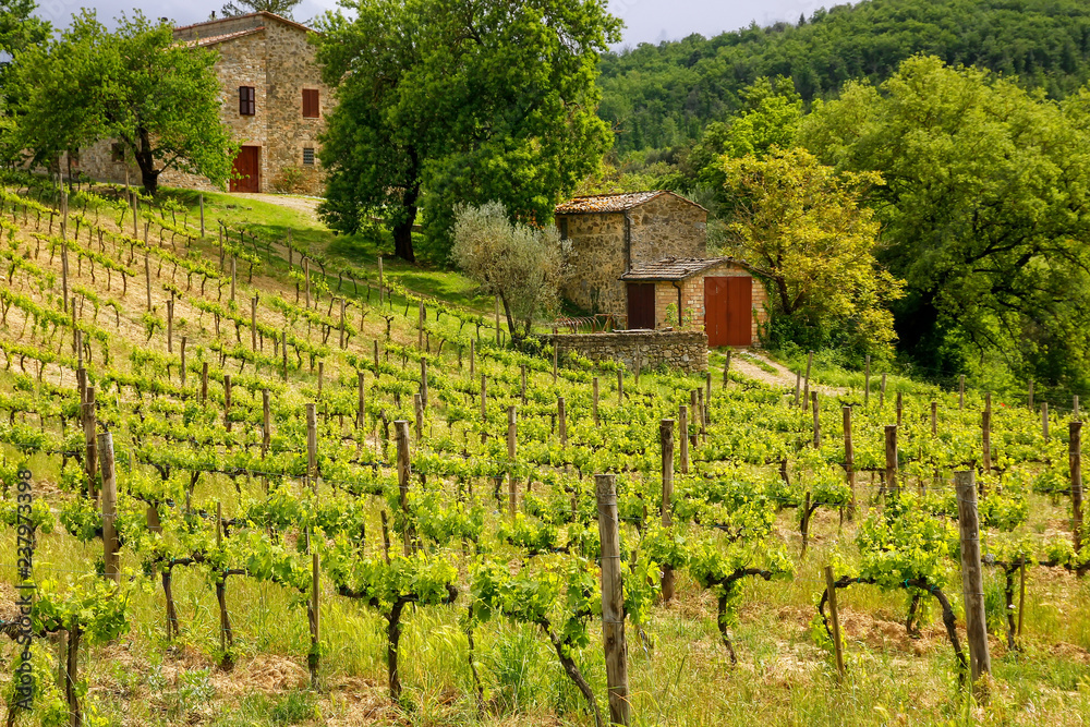 Vineyard with a small farmhouse in Montalcino, Val d'Orcia, Tuscany, Italy.
