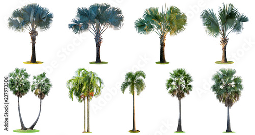 The collection of high palm trees  Livistona Rotundifolia or fan palm.  isolated on white background.