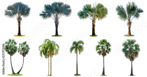 The collection of high palm trees (Livistona Rotundifolia or fan palm.) isolated on white background.