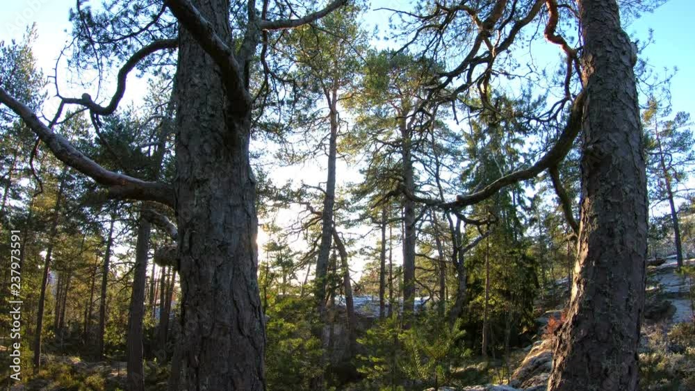 Finnish forest in early winter with low winter sun and pine trees. Finnish forest in early winter with low winter sun and pine trees.