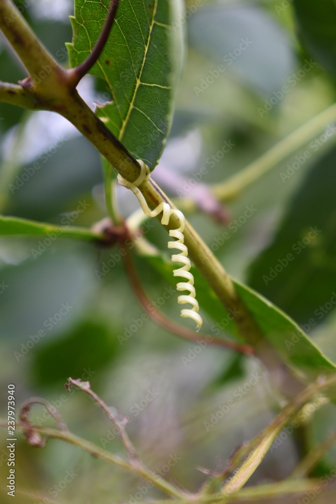 Wild cucumber spiral around branches Wild cucumber spiral around branches