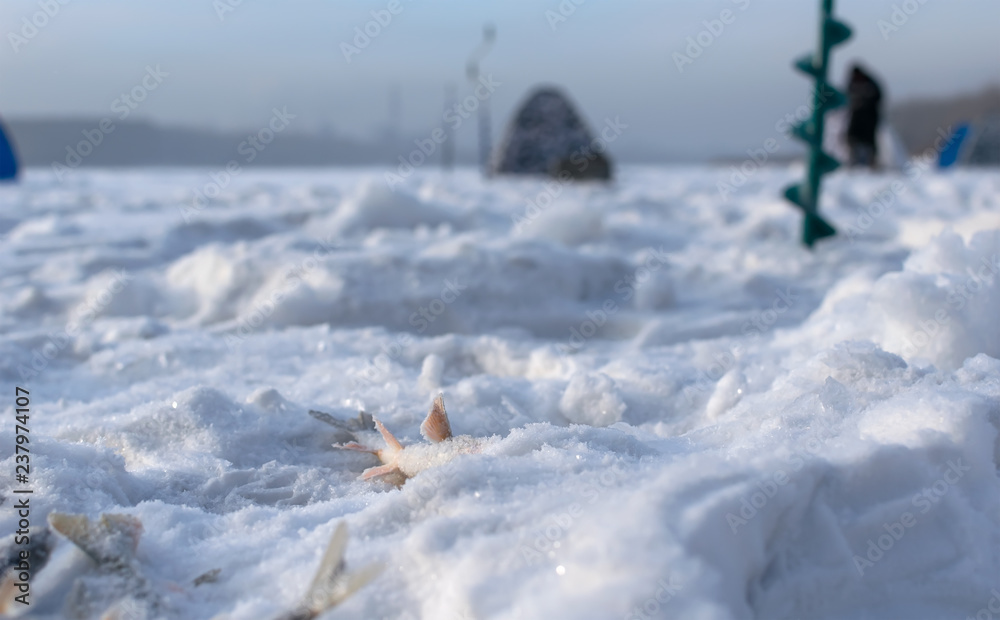 Catch fish close up on the ice of the river with winter fishing on a frozen pond in the snow on the background of winter tents