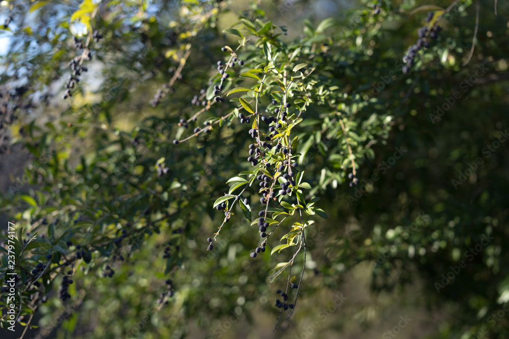 Black berries on the branches of a tree on a sunny day in the autumn park Black berries on the branches of a tree on a sunny day in the autumn park