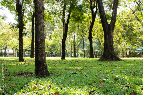 Green sward park at morning sunlight with big trees outdoor at Lumphini Park, Bangkok