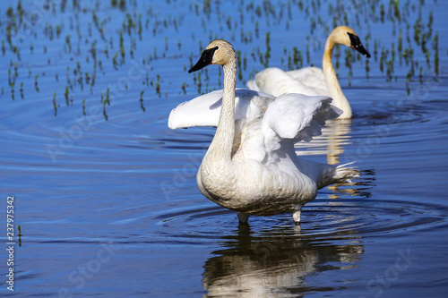 Trumpeter swans in Yellowstone National Park  Wyoming