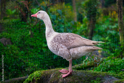White duck standing © cajarima