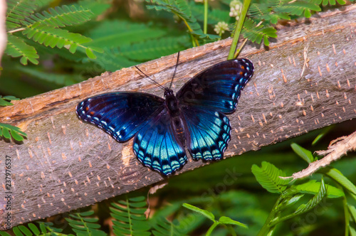 Red-Spotted Purple Butterfly