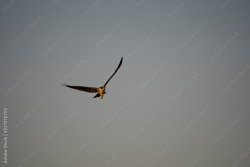 Fototapeta premium bird