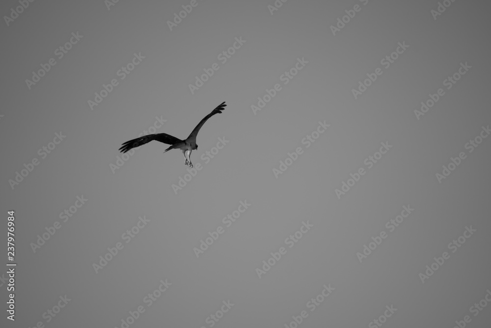 bird bird