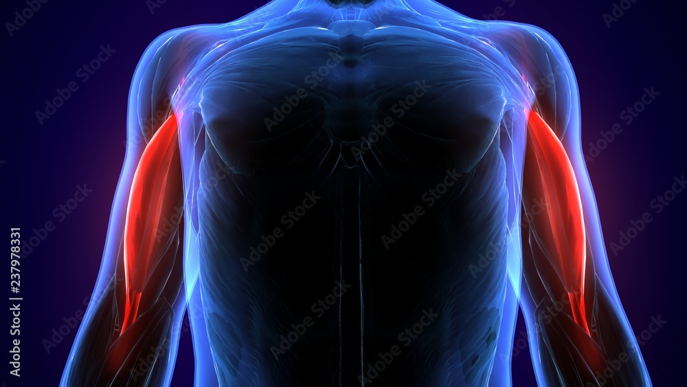 3d illustration of medically accurate muscle illustration of the biceps brachii long head
3d illustration of medically accurate muscle illustration of the biceps brachii long head