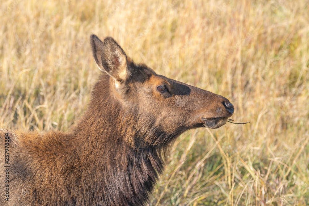 Obraz premium Female Elk 