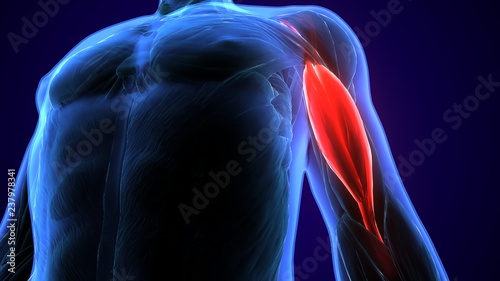 3d illustration of medically accurate muscle illustration of the biceps brachii long head 