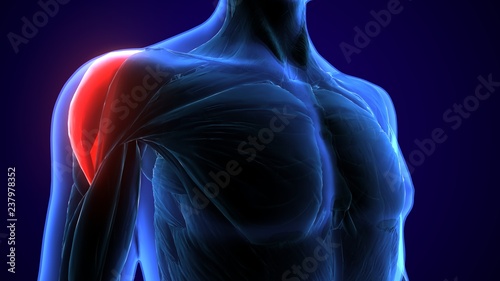 Photo 3d rendered, medically accurate illustration of the deltoid