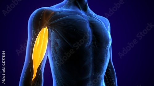 3d illustration medically accurate illustration of the brachialis 