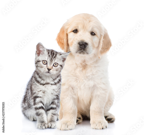 Golden retriever puppy sitting with tabby kitten. isolated on white background