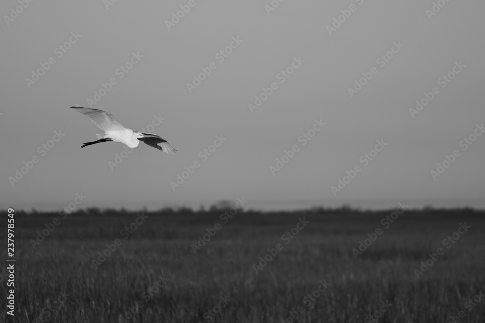 bird bird