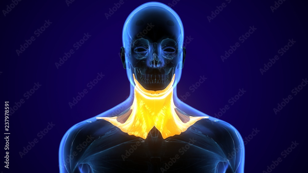3d illustration of Human neck muscle anatomy for the education.
3d illustration of Human neck muscle anatomy for the education.