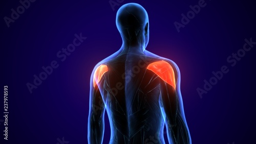 3d rendered, medically accurate illustration of the deltoid anatomy
 photo