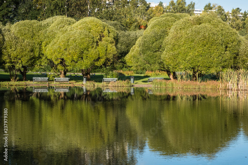 A small pond in a park on a sunny day with green leaves reflected in water