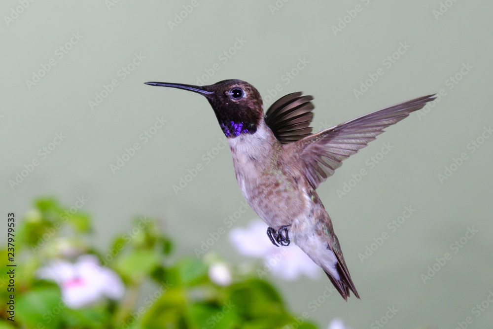 Fototapeta premium Black-chinned male hummingbird frozen in flight