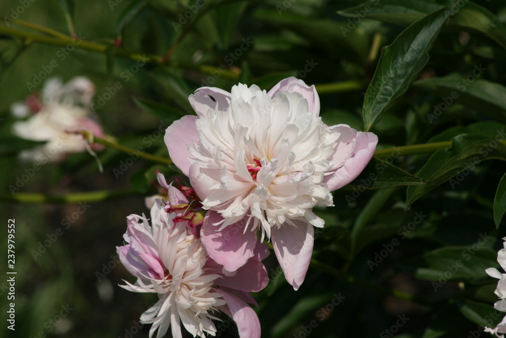 Obraz premium flower