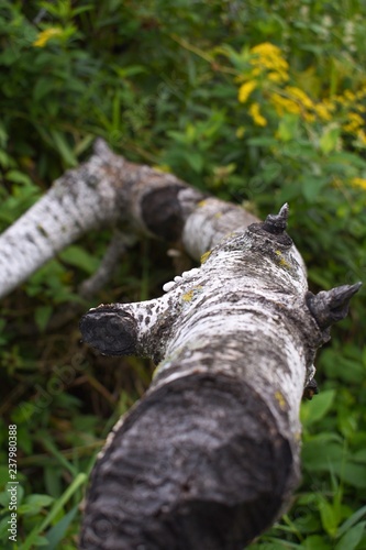 Fallen birch tree stump