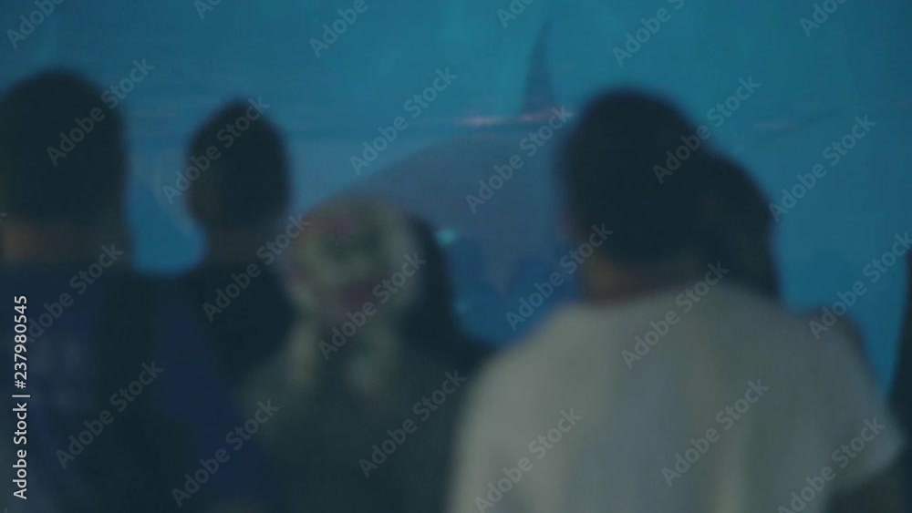 People watching to killer whale swimming in oceanarium. Wild sea animal in zoo