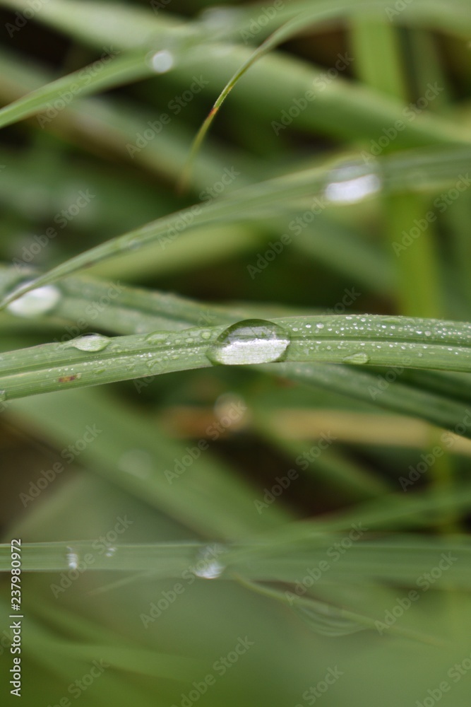 Obraz premium Dew on a blade of grass