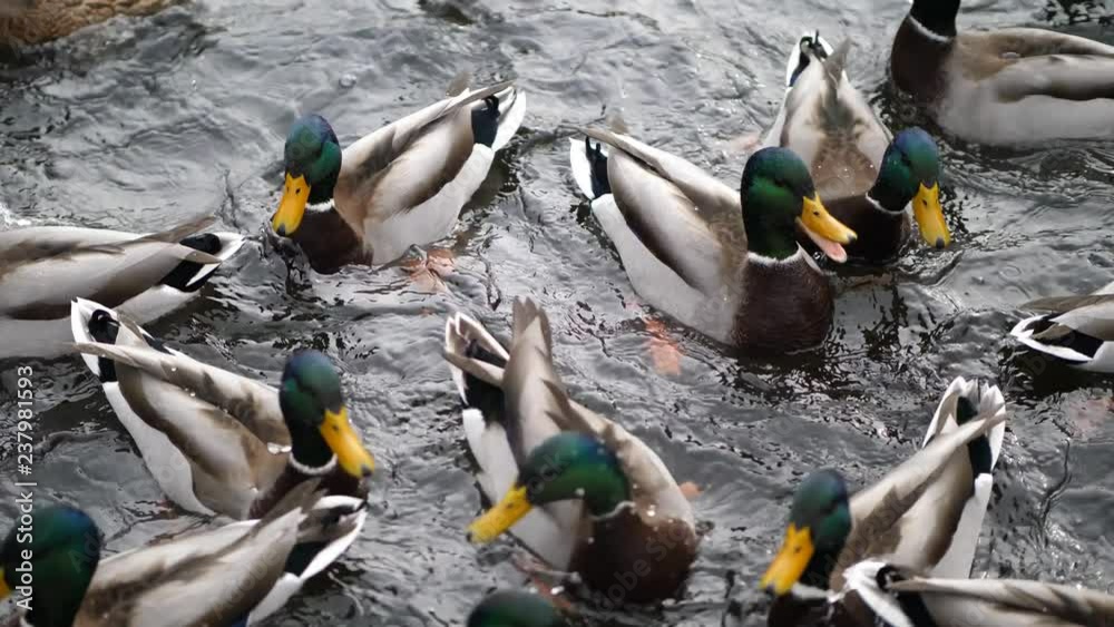 A flock of several mallard ducks swim splash and fight over corn or food on a crowded pond in Wisconsin.