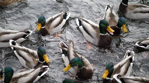 A flock of several mallard ducks swim splash and fight over corn or food on a crowded pond in Wisconsin.