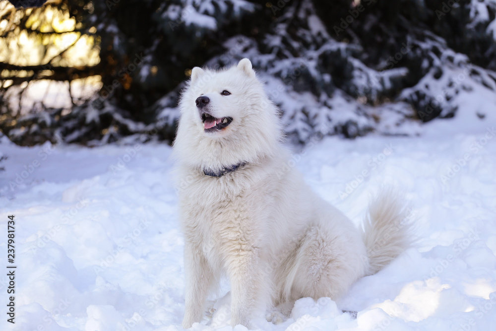 Beautiful dog Samoyed in the forest in the park on the snow Beautiful dog Samoyed in the forest in the park on the snow