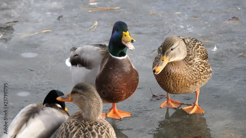A few male and female mallard ducks stand in a group on ice on a frozen pond and quack or talk to each other.