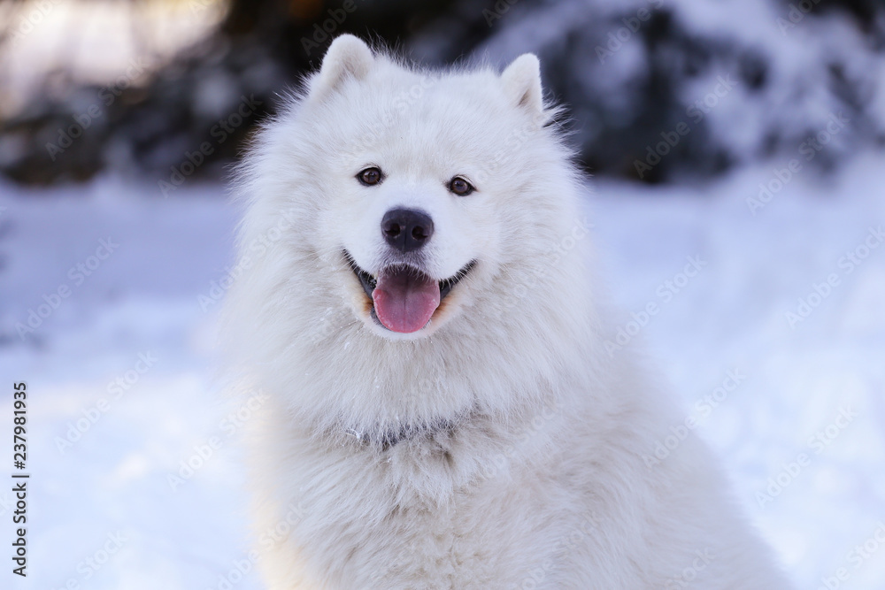 Beautiful dog Samoyed in the forest in the park on the snow Beautiful dog Samoyed in the forest in the park on the snow