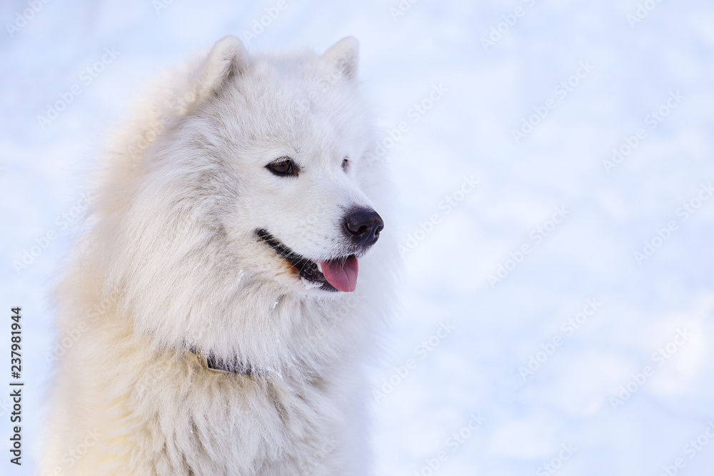Beautiful dog Samoyed in the forest in the park on the snow Beautiful dog Samoyed in the forest in the park on the snow