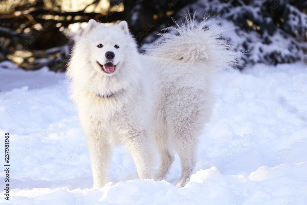 Obraz premium Beautiful dog Samoyed in the forest in the park on the snow