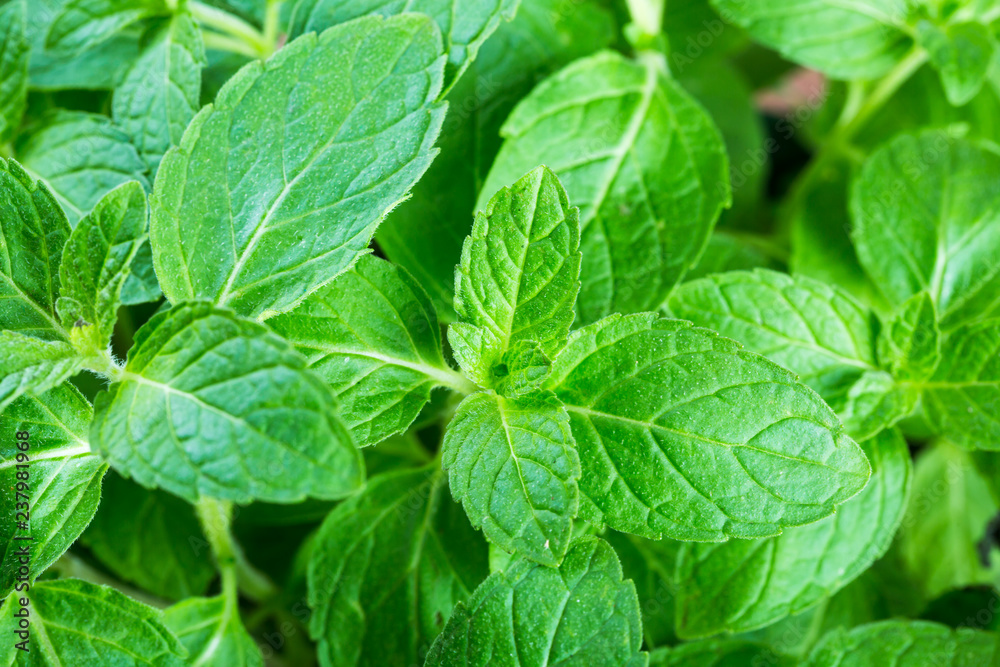 Fresh mint in the garden . Fresh mint in the garden .