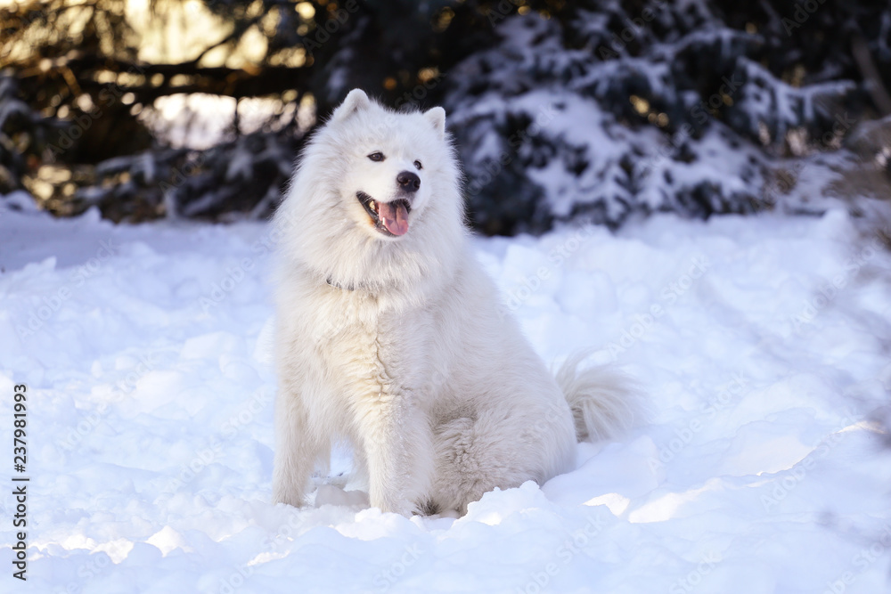 Obraz premium Beautiful dog Samoyed in the forest in the park on the snow