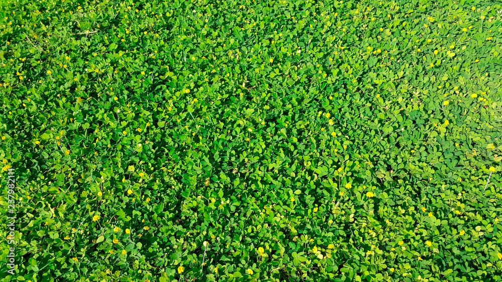 beautiful small yellow flowers on green leave background beautiful small yellow flowers on green leave background