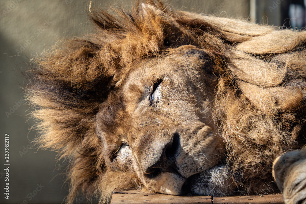 Naklejka premium 眠るライオンのアップ