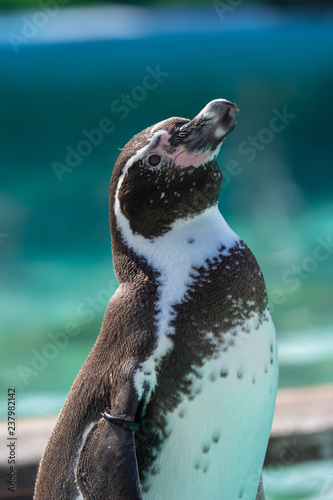 フンボルトペンギン