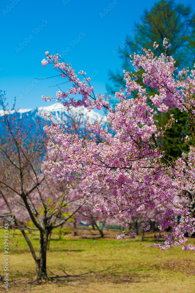 Cherry Blossom in Shinano-Omachi, Japan. April in Japan is very popular about Sakura Cherry Blossom. Cherry Blossom in Shinano-Omachi, Japan. April in Japan is very popular about Sakura Cherry Blossom.
