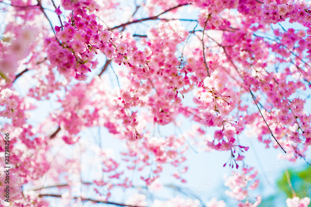 Cherry Blossom in Shinano-Omachi, Japan. April in Japan is very popular about Sakura Cherry Blossom. Cherry Blossom in Shinano-Omachi, Japan. April in Japan is very popular about Sakura Cherry Blossom.