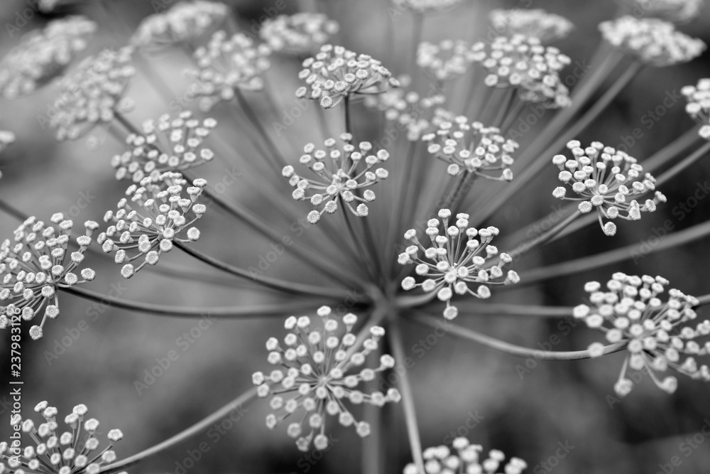 Fototapeta premium Czarno-białe zdjęcie kwiatostanu. Koper włoski złożony. Koper (łac. Anethum) to monotypowy rodzaj krótkotrwałych jednorocznych roślin zielnych z rodziny parasolowatych. Zbliżenie rośliny.