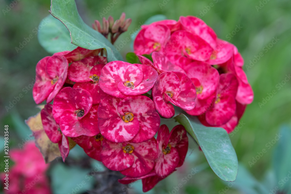 Euphorbia milii, the Crown of Thorns Flowers Euphorbia milii, the Crown of Thorns Flowers