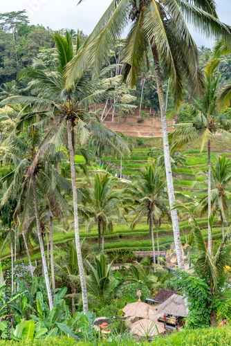 Rice field terraces with Coconut Palms in Bali 