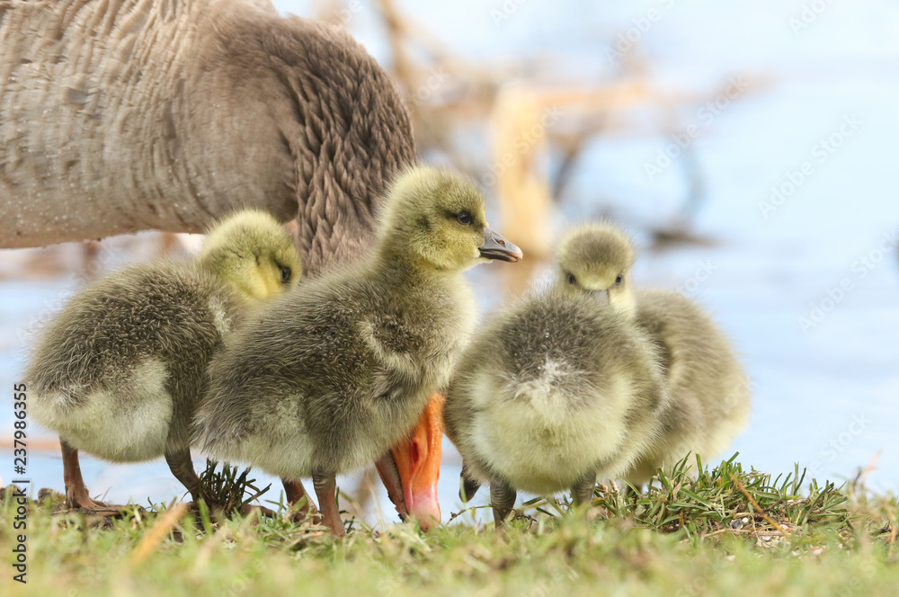 Cute baby Greylag Goose goslings (Anser anser) feeding on the bank of a lake. Cute baby Greylag Goose goslings (Anser anser) feeding on the bank of a lake.
