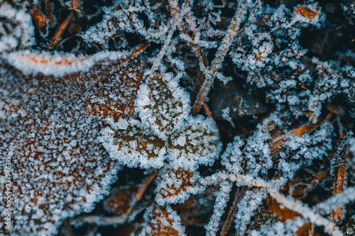 frozen leaves with ice crystals