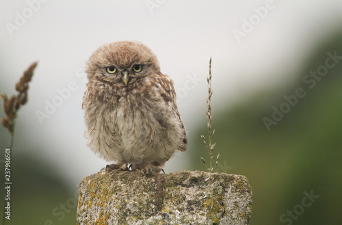 A cute baby Little Owl (Athene noctua) perching on a fence post at sunset. photo