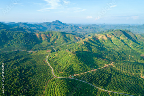 Row of palm tree plantation garden on high mountain in phang nga thailand Aerial view drone shot